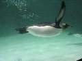 Melbourne: Königspinguin im Aquarium