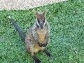 Cairns Tropical Zoo: Wallaby