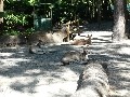 Cairns Tropical Zoo: Graue Riesen-Kängurus