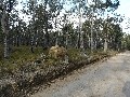Termitenbau im Eukalyptus-Trockenwald