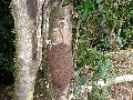 Stammbltiger Baum mit Termitenbau am Lake Eacham