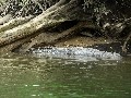 Daintree River: Leistenkrokodil