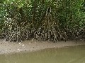 Daintree River: Mangroven