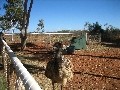 Curtin Springs Cattle Station: Emu
