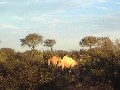 Weißes Kamel im Outback