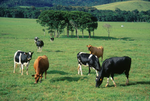 Friesisch-Holsteinische Milchkühe gehören auf dem südlichen Tableland zum Landschaftsbild