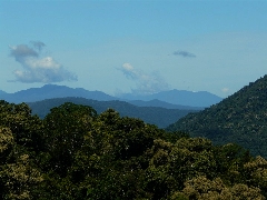 Regenwald bei Kuranda